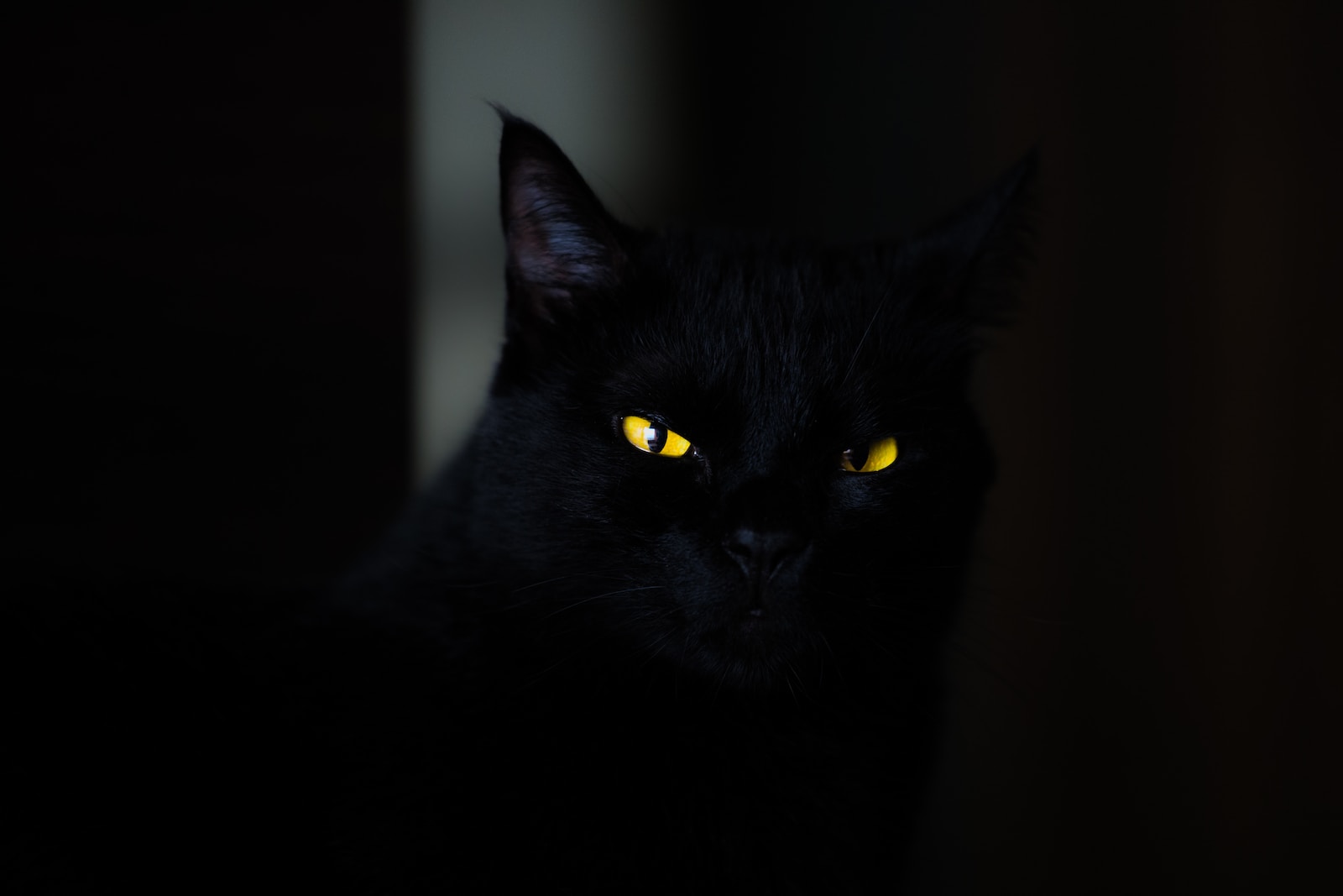 closeup photo of black cat