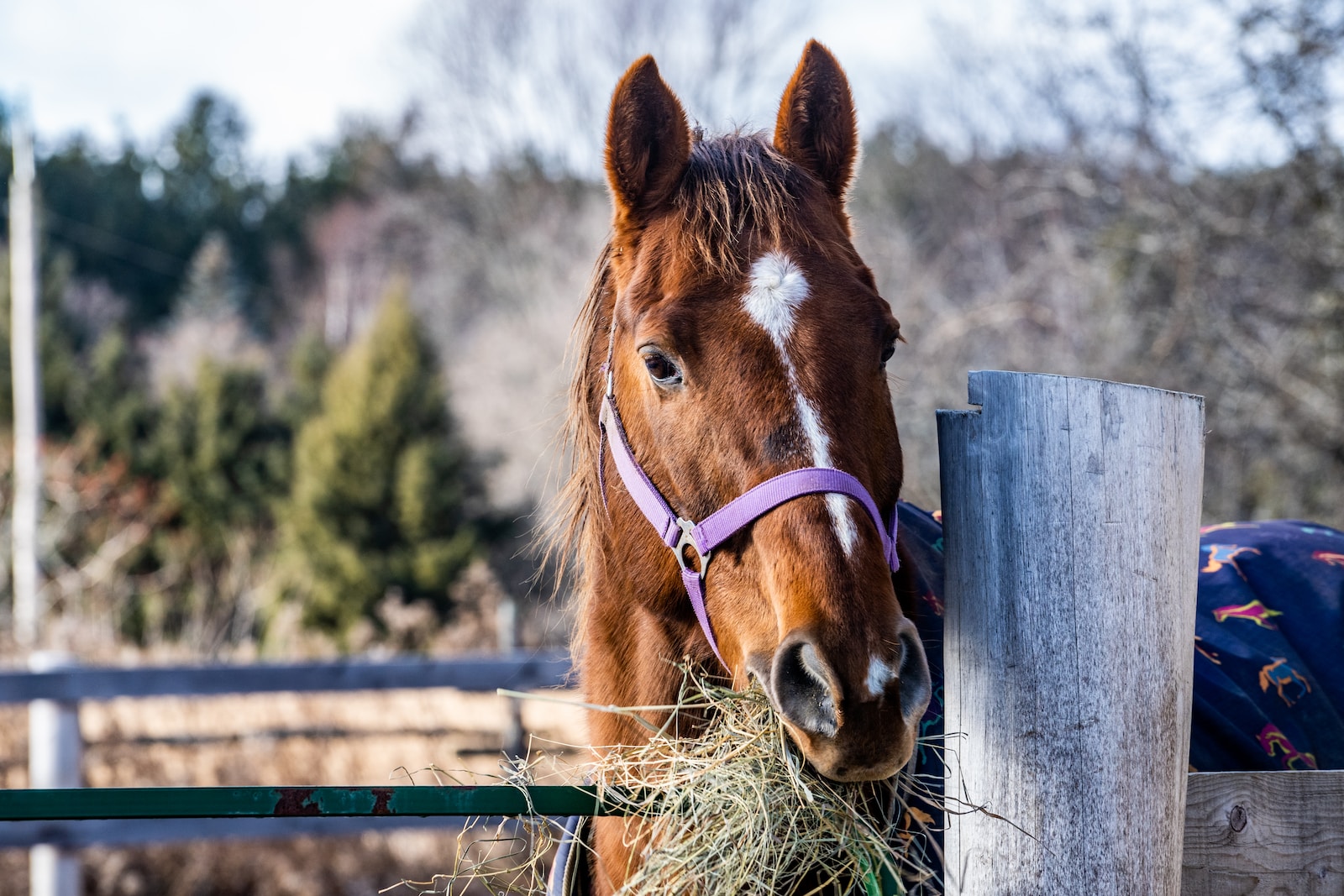 brown horse eating grass during daytime