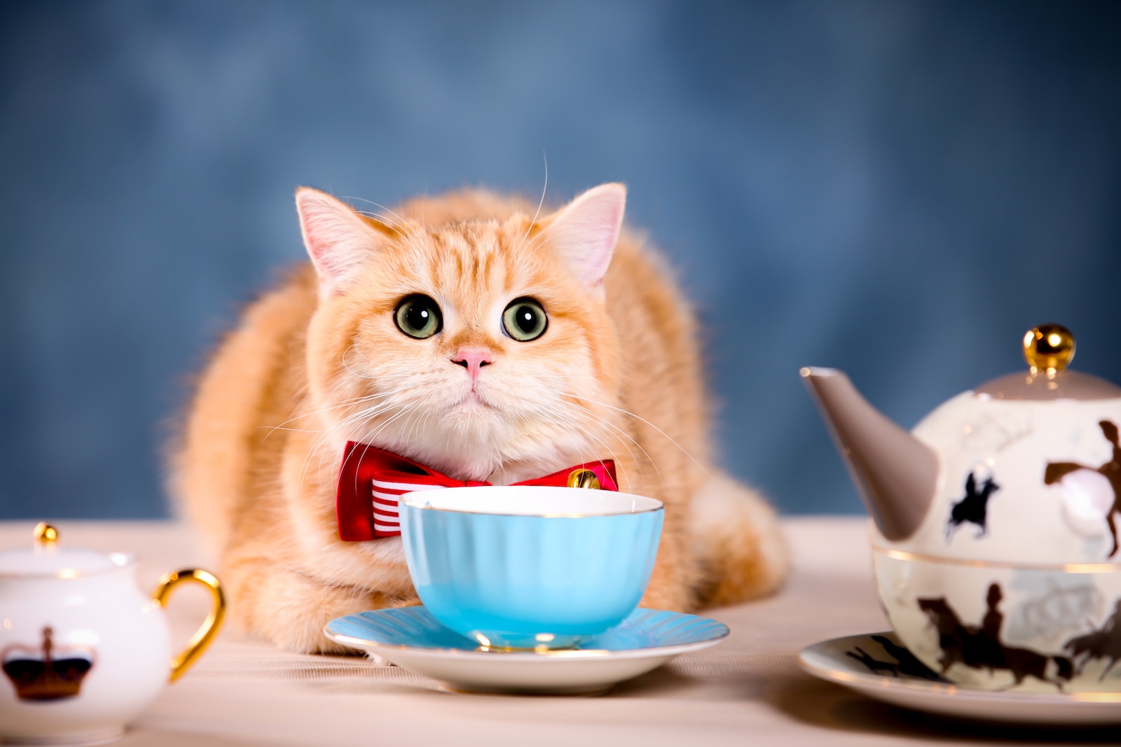 orange tabby cat on white ceramic bowl