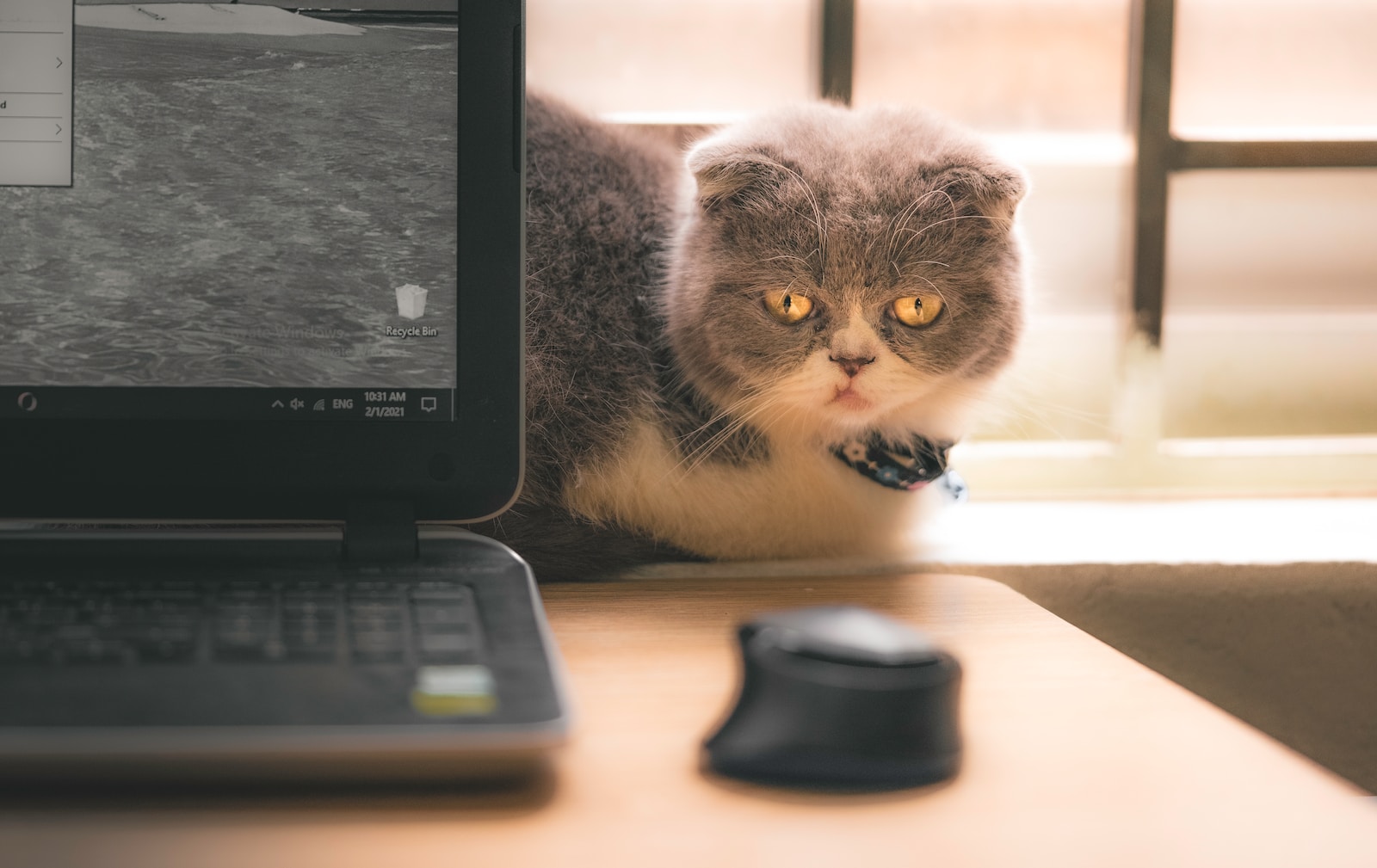 gray and white cat beside black laptop computer