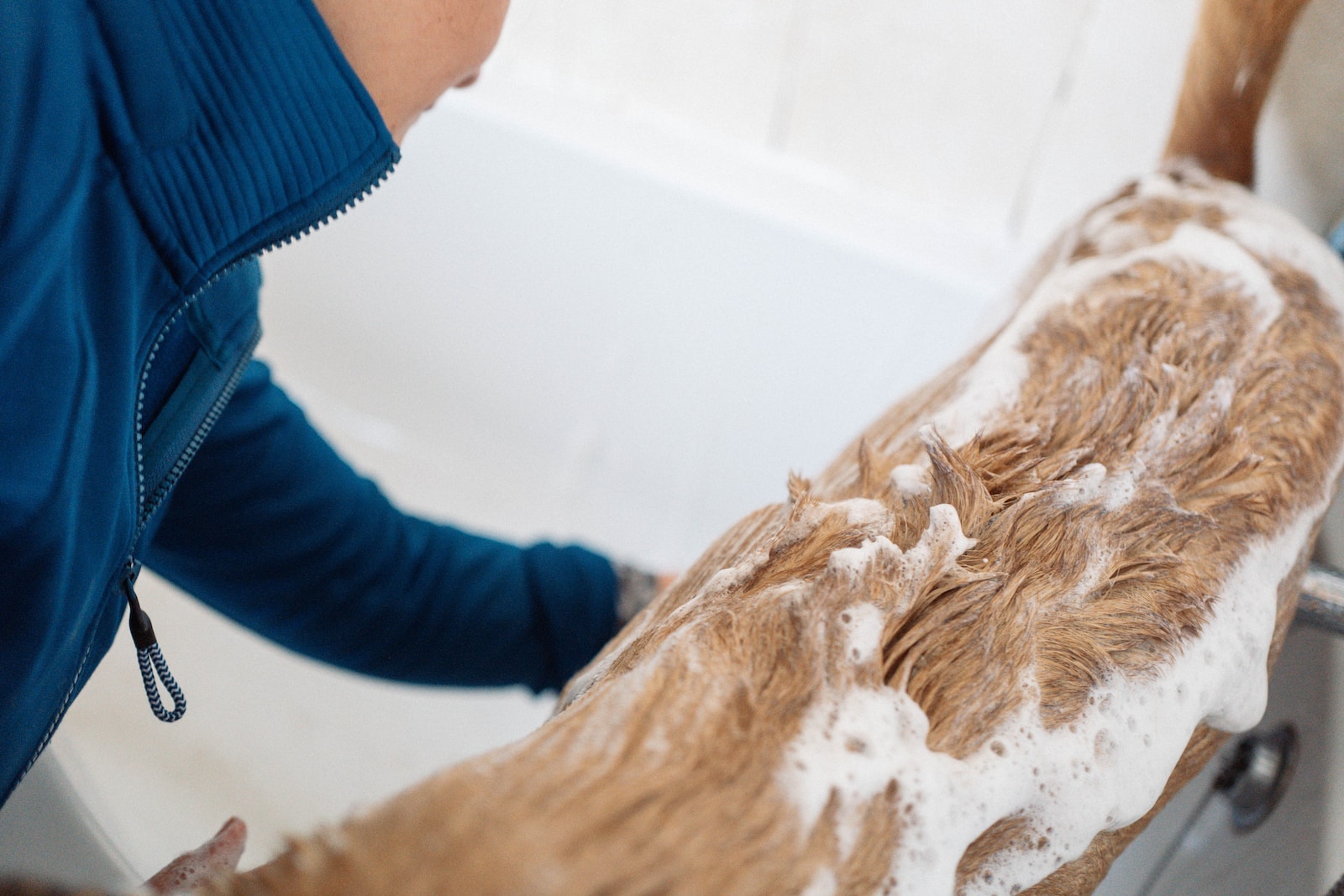 a person washing a dog in a bath tub