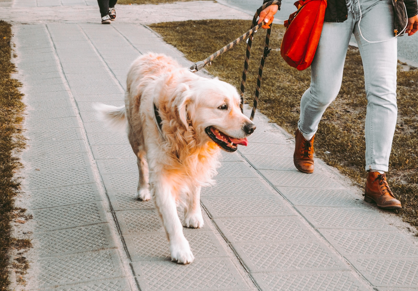 person walking beside Golden retriever on the street